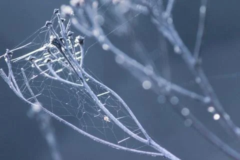 Plants covered by spider web. Small spider sits on his net. Stock Photos