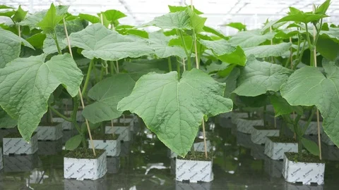 Plants cucumber 01 Video stock 74424820