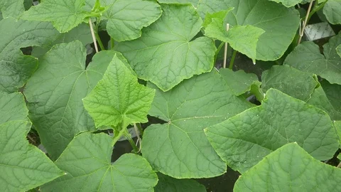 Plants cucumber top 01 Video stock 74424944