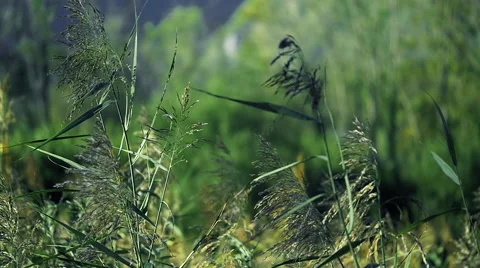 Plants dancing with the wind Stock Footage 46064955