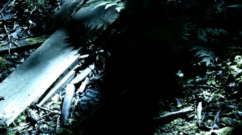 Plants Debris And Grass Stock Footage 53316050