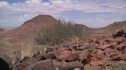 Plants in desert Stock Footage 51328307
