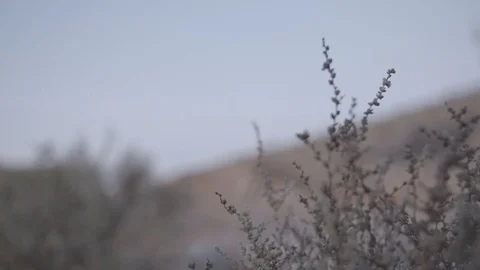 Plants in a desert Stock Footage 84788929