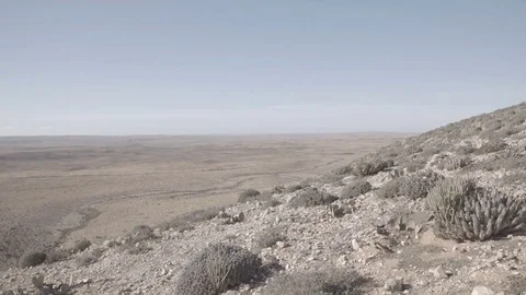 Plants in the desert. Stock Footage 84789634