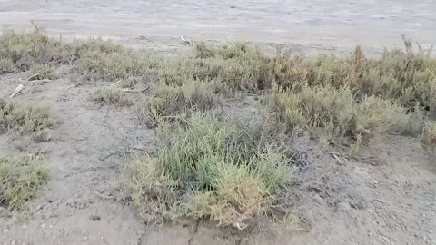 Plants in desert Stock Footage 155879421