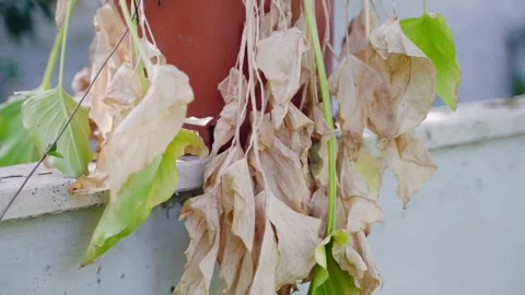 Plants destruction because of global warming and climate change, dry leaves Stock Footage 302196122