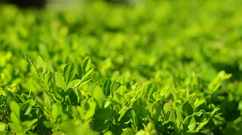 Plants Detail Stock Footage 22760152