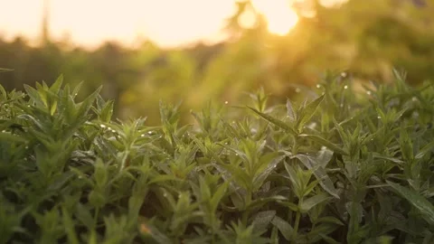 Plants with dew at sunrise Stock Footage 251827951