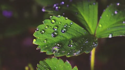 Plants in dewdrops after a spring night rain. Stock Footage 155287102