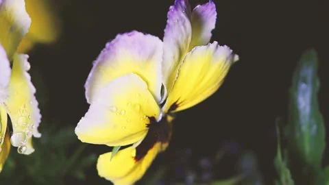 Plants in dewdrops after a spring night rain. Stock Footage 155287202