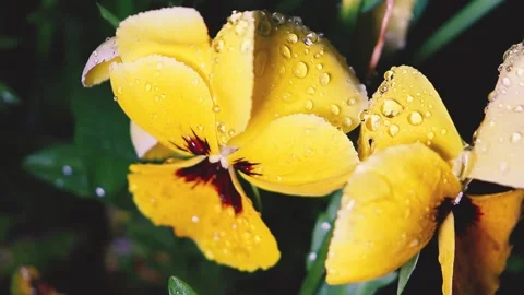 Plants in dewdrops after a spring night rain. Vídeos de archivo 155287287