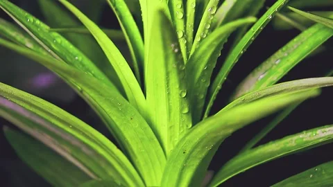 Plants in dewdrops after a spring night rain. Stock Footage 155287541