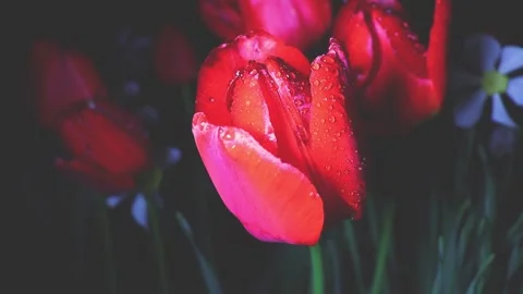 Plants in dewdrops after a spring night rain. Stock Footage 155287620