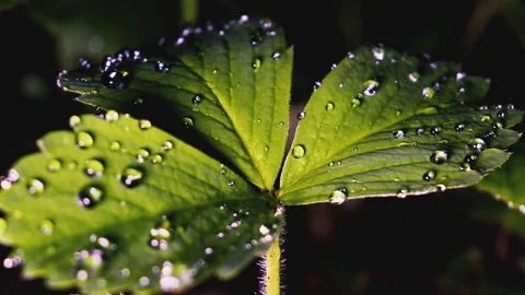 Plants in dewdrops after a spring night rain, swayed by gusts of wind. Stock Footage 155861857