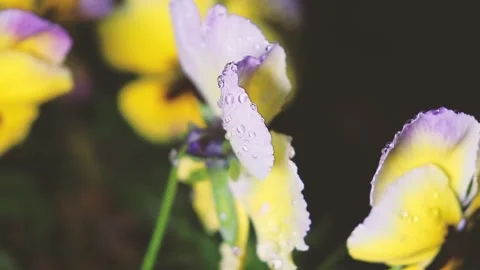 Plants in dewdrops after a spring night rain, swayed by gusts of wind. Stock Footage 155861909