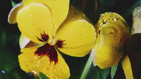 Plants in dewdrops after a spring night rain, swayed by gusts of wind. Stock Footage 155861963