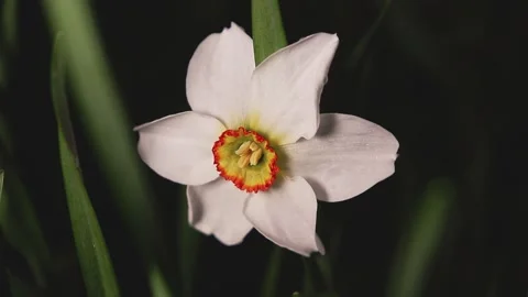 Plants in dewdrops after a spring night rain, swayed by gusts of wind. Stock Footage 155862041