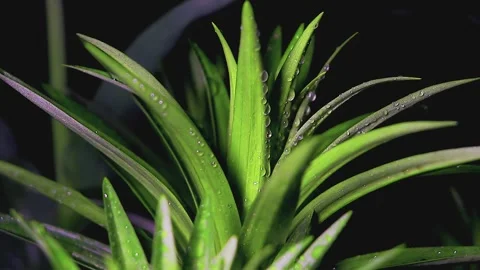 Plants in dewdrops after a spring night rain, swayed by gusts of wind. Stock Footage 155862109