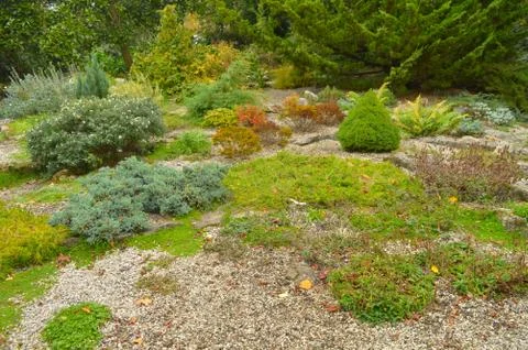 Plants of different types growing together on rocky surface Stock Photos