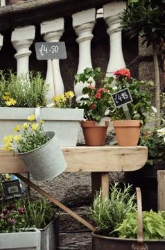 Plants on Display for Purchase Stock Photos