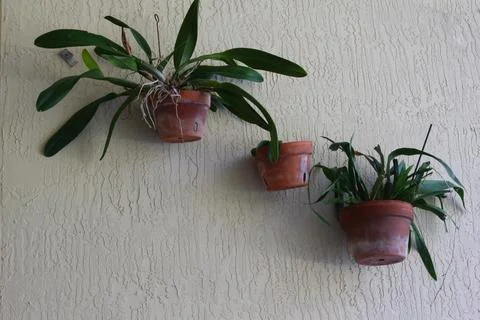 Plants Displayed on a Wall Stock Photos