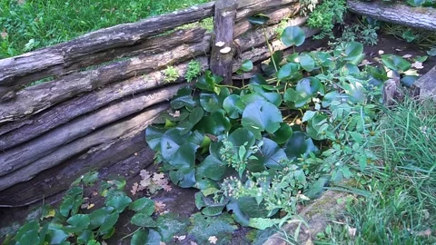 Plants in a ditch Stock Footage 138348569