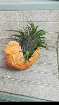 Plants do not use soil in chicken pots. Stock Photos