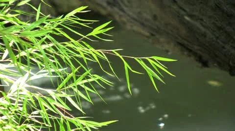 Plants Down By The River 스톡 동영상 11131859