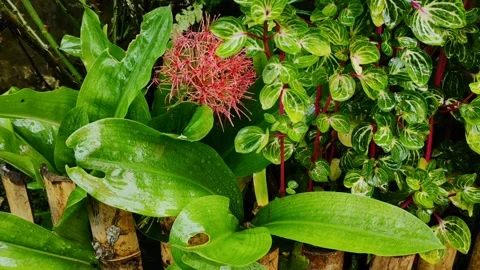 Plants drenched in light rain Stock Footage 222262784