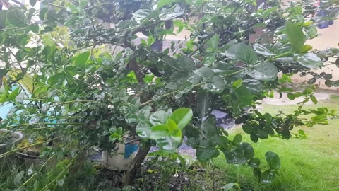 Plants drenched in rain Stock Footage 313464007