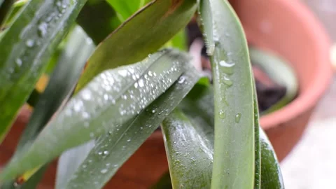 Plants with drops Stock-Footage 164890007