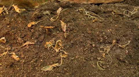 Plants in the drought Stock Footage 50550663