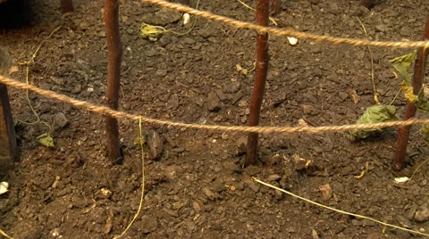 Plants in the drought Stock Footage 50551284