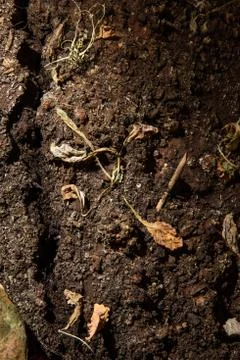 Plants in the drought Stock Photos