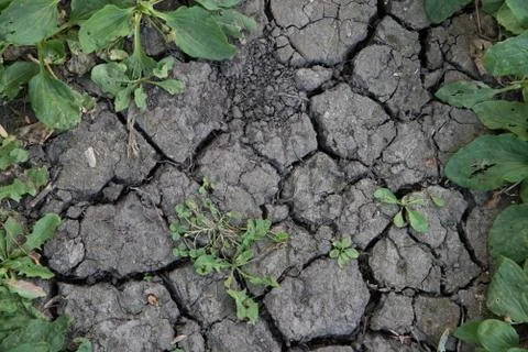Plants in drought Stock Photos