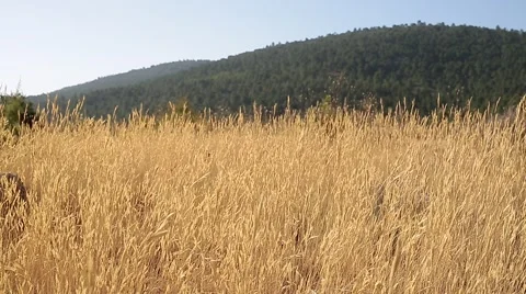 Plants with ears dry moving wind one summer morning. Stock Footage 68291856