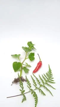 Plants on earth Stock-Fotos