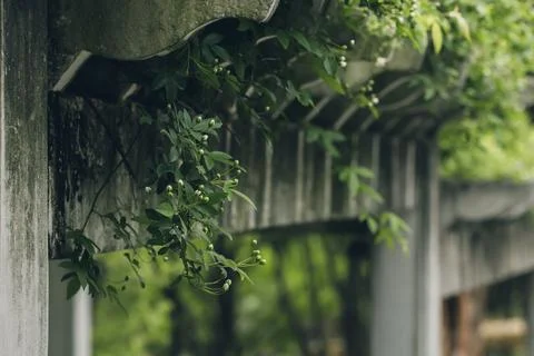 Plants on the eaves Stock Photos