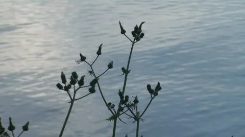 Plants on edge of the lake  Video stock 117087