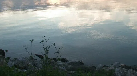 Plants in the edge of the lake  Video stock 268484