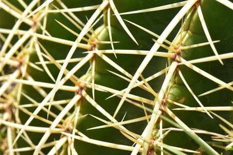 Plants of Egypt: Cacti and the Nature of the African Desert Stock Photos