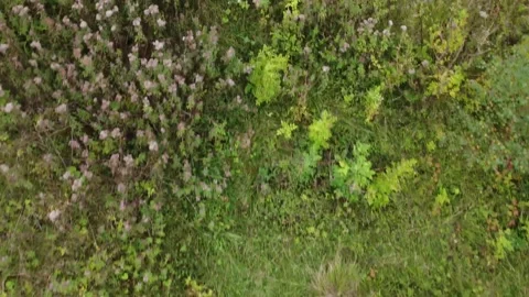 Plants England 4k Stock Footage 161126184