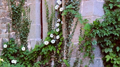 Plants entwining a stone wall Stock Footage 77863029