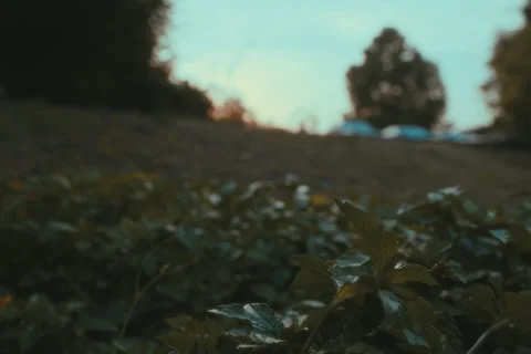 Plants in the evening Stock Footage 277007633