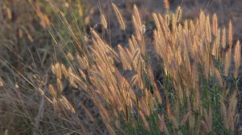 Plants in the Evening light and Gentle Breeze Видео 37351102