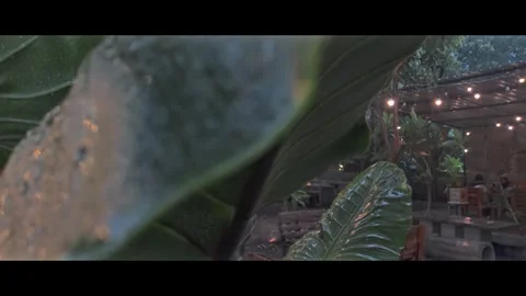 Plants exposed to rain with lamp background Stock Footage 290770554