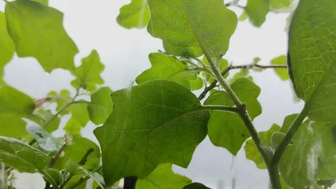 Plants exposed to rainwater during the day. climate change concept 스톡 동영상 309902811