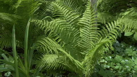Plants. Fern branches in the forest swing in the wind, 스톡 동영상 155472016