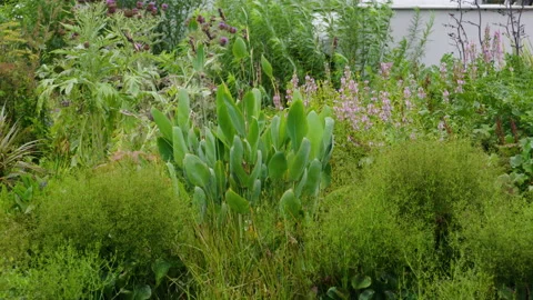 Plants In The Field Stock Footage 221876494