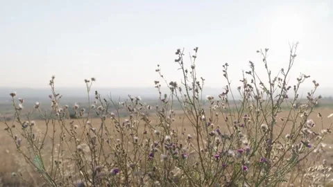 Plants in field Kosovo Stock-Footage 321941883